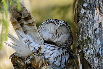 Ural owl (Strix uralensis) female on the nest, Tartumaa county, Southern Estonia. May.