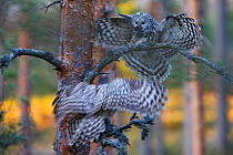 Ural owl (Strix uralensis) male with food and female flying in to retrieve it, Tartumaa county, Southern Estonia. April.