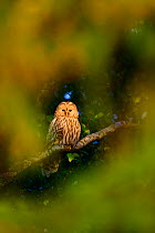 Ural owl (Strix uralensis) female perching on birch branch surrounded by fresh spring greenery, Tartumaa county, Southern Estonia. May.