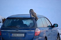 Ural owl (Strix uralensis) on a car, Vorumaa county, Southern Estonia. February.