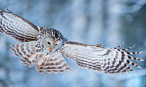 Ural owl (Strix uralensis) hunting, Tartumaa county, Southern Estonia.