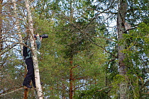 Photographer Sven Zacek in a tree, photographing yawning Ural owl (Strix uralensis), Tartumaa county, Southern Estonia. February