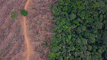 Drone shot rising over a recently logged area of the Amazon rainforest, showing deforestation, Brazil, 2019.