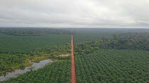 Drone shot tracking over an oil palm plantation, once rainforest, Rondonia, Brazil, 2019.