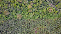 Drone shot tracking over oil palm plantations and rainforest edge, showing areas of deforestation, Rondonia, Brazil, 2019.