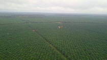 Drone shot tracking over an oil palm plantation, once rainforest, Rondonia, Brazil, 2019.