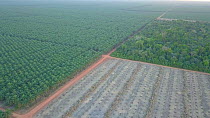 Drone shot tracking over oil palm plantations, showing rainforest fragmentation, Rondonia, Brazil, 2019.