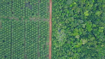 Drone shot tracking over oil palm plantations in a deforested rainforest landscape, showing frontier between plantation and forest and vehicles on roads, Amazon, Brazil, 2019.