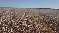 Drone shot of a cotton plantation, cause of forest loss, Rondonia, Brazil, 2019.
