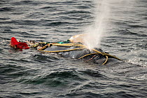 North Atlantic right whale (Eubalaena glacialis) male entangled in fishing gear. The whale was distressed and struggling to breathe through the ropes and weight of the gear, however he was later able...