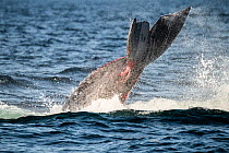 North Atlantic right whale (Eubalaena glacialis) struggling to free itself from entanglement in fishing gear, showing wounds on tail fluke, Gulf of Saint Lawrence, Canada. August.