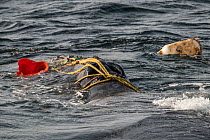 North Atlantic right whale (Eubalaena glacialis) male entangled in fishing gear. The whale was distressed and struggling to breathe through the ropes and weight of the gear, however he was later able...