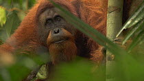 Male Sumatran orangutan (Pongo abelii) eating termites from a nest in a rainforest, Leuser Ecosystem, Sumatra, Indonesia.