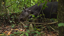 Slow motion clip of an adult female Baird's tapir (Tapirus Bairdii) walking through a rainforest, stepping over a tree root, Corcovado National Park, Costa Rica.