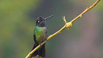 Male Admirable hummingbird (Eugenes spectabilis) perching on a branch, displaying using head feathers, Talamanca, Costa Rica.