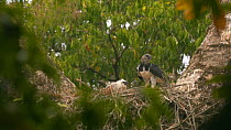 Slow motion shot of a Harpy eagle (Harpia harpyja) taking off from its nest, chick watches it leaving, Darien Rainforest, Panama.