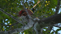 Slow motion clip of a Red bird of paradise (Paradisaea rubra) preening its feathers, turns round and takes off from a tree branch, Raja-Ampat, Papua, Indonesia.