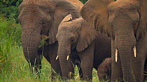 Group of African elephants (Loxodonta africana) feeding at a lake edge, Akagera National Park, Rwanda.