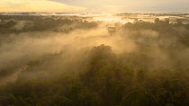Drone shot showing sunrise through mist and rainforest canopy, Leuser Ecosystem, Sumatra, Indonesia.