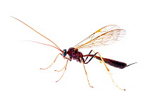 Parasitoid wasp (Ichneumonidae) Atlantic forest , Itatiaia National Park, Brazil. Meetyourneighbours.net project.