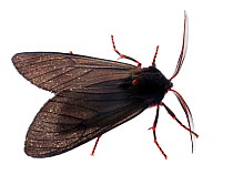 Red and black moth (Wanderbiltia wanderbilti) Atlantic forest Itatiaia National Park, Brazil. Meetyourneighbours.net project.