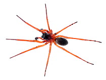 Sac spider (Corinnidae) male, Atlantic forest Itatiaia National Park, Brazil. Meetyourneighbours.net project.