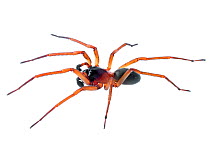 Sac spider (Corinnidae) male, Atlantic forest, Itatiaia National Park, Brazil. Meetyourneighbours.net project.