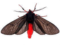 Red and black moth (Wanderbiltia wanderbilti) Atlantic forest, Itatiaia National Park, Brazil. Meetyourneighbours.net project.