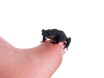 Maldonada redbelly toad on hand (Melanophryniscus moreirae) on human thumb, Atlantic forest, Itatiaia National Park, Brazil. Meetyourneighbours.net project.
