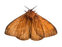 Hemileucinae moth in resting position (Dirphia monticola) Atlantic forest, Itatiaia National Park, Brazil. Meetyourneighbours.net project.