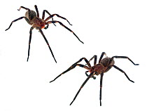 Brazilian wandering spider (Phoneutria nigriventer), composite of a subadult female. Atlantic forest, Tapirai, Sao Paulo, Brazil. Meetyourneighbours.net project.