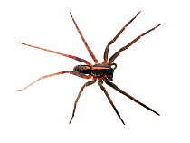Wandering spider (Ctenidae) Atlantic forest (rainforest) Tapirai, Sao Paulo, Brazil. Meetyourneighbours.net project.