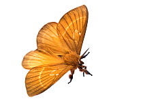 Hemileucinae moth with wings open (Dirphia monticola) Atlantic forest, Itatiaia National Park, Brazil  Meetyourneighbours.net project.