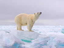 Polar bear (Ursus maritimus) standing on pack ice. Svalbard, Norway.