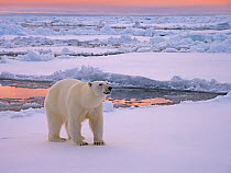 Polar Bear (Ursus maritimus) on pack ice, Svalbard, Norway. October
