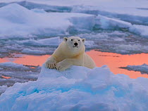 Polar bear (Ursus maritimus) on pack ice, Svalbard, Norway. October