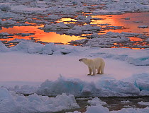 Polar bear (Ursus maritimus) standing on pack ice at sunset. Svalbard, Norway.