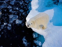 Polar Bear (Ursus maritimus) standing on pack ice, looking up at ship, Svalbard, Norway. August.