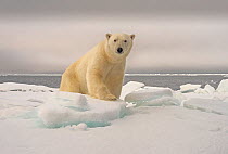 Polar Bear (Ursus maritimus) on pack ice Svalbard, Norway. October