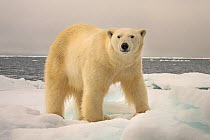 Polar Bear (Ursus maritimus) on pack ice Svalbard, Norway. October