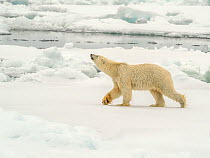 Polar Bear (Ursus maritimus) walking on pack ice sniffing the air, Svalbard, Norway. October