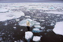 Polar Bear (Ursus maritimus) on iceberg, Svalbard, Norway. October