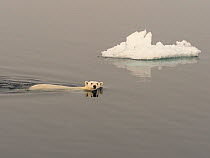 Polar Bear (Ursus maritimus) swimming, Svalbard, Norway. October