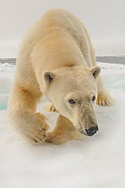 Polar bear (Ursus maritimus) Low angle shot using pole cam Arctic  October