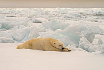 Polar Bear (Ursus maritimus) on pack ice, Svalbard, Norway. October