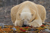 Polar Bear (Ursus maritimus) resting on land, with paw over eye, Svalbard, Norway. October