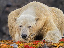 Polar Bear (Ursus maritimus) resting on land, Svalbard, Norway. October