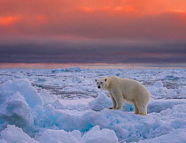 Polar bear (Ursus maritimus) standing on pack ice. Svalbard, Norway. August 2018.