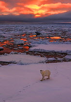 Polar bear (Ursus maritimus) on pack ice, Svalbard, Norway. October
