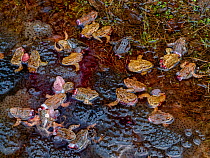 Dying Common frogs (Rana temporaria) with their legs removed for food, left to die in their breeding pool surrounded by frogspawn. Covasna, Romania. Highly commended in the Wildlife Photojournalism Ca...